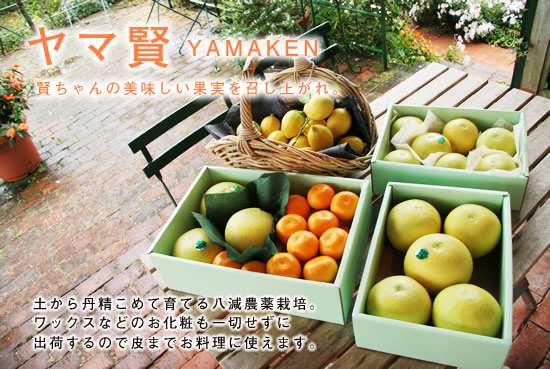 ヤマ賢